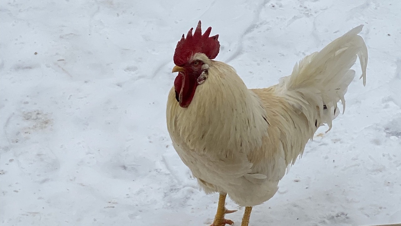 Photo of Others in Birch Run Township