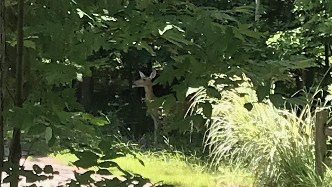 Photo of Outdoor in Newaygo