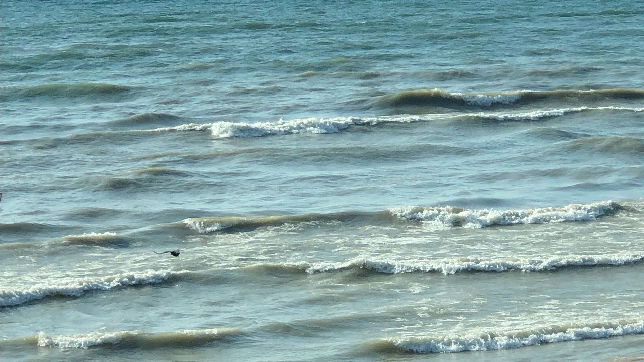 Photo of Others in South Haven