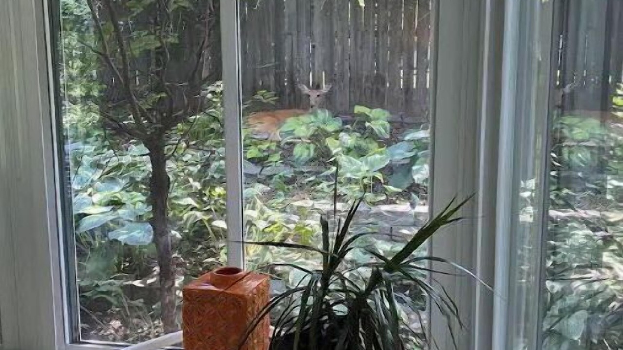Photo of Patio Balcony in Windsor Heights