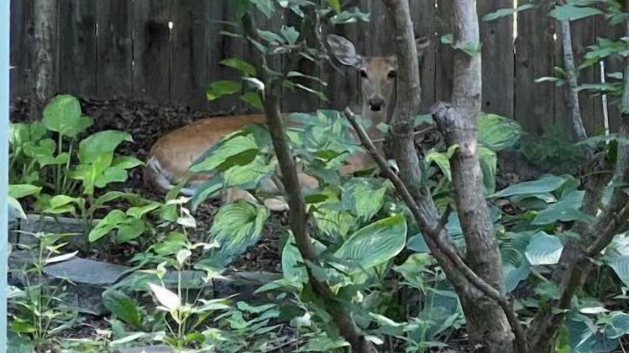 Photo of Outdoor in Windsor Heights