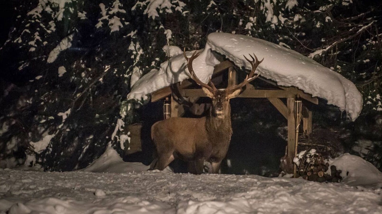 Photo of Others in Les Praz-de-Chamonix