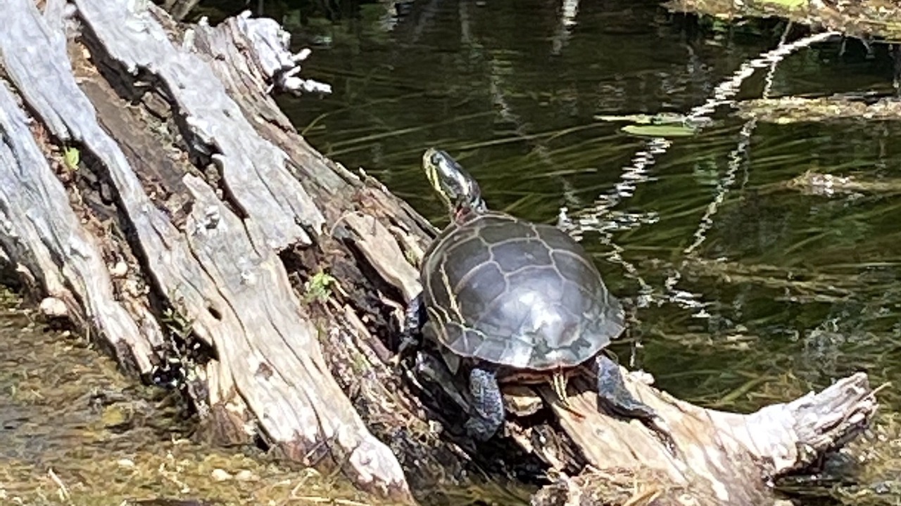 Photo of Outdoor in Waupaca