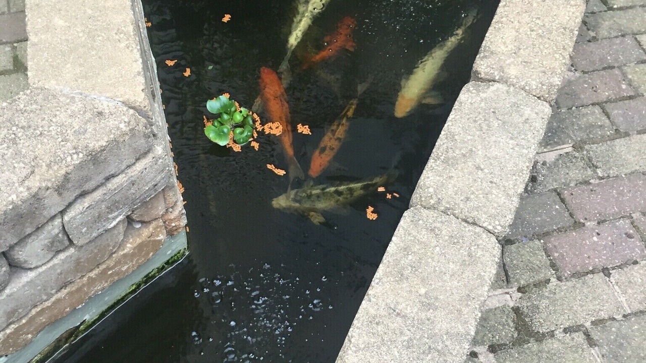 Photo of Outdoor in Lakeview