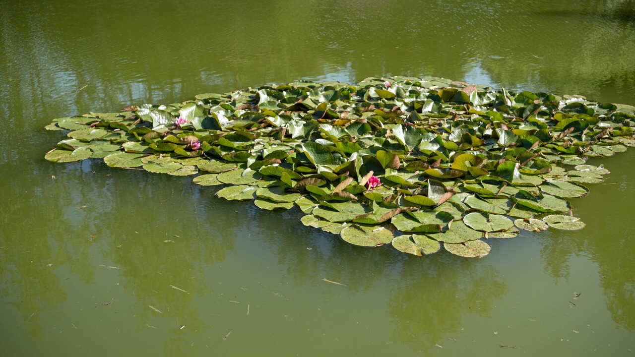 Photo of Others in Vagney