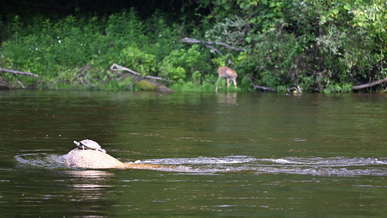 Photo of Others in Newaygo