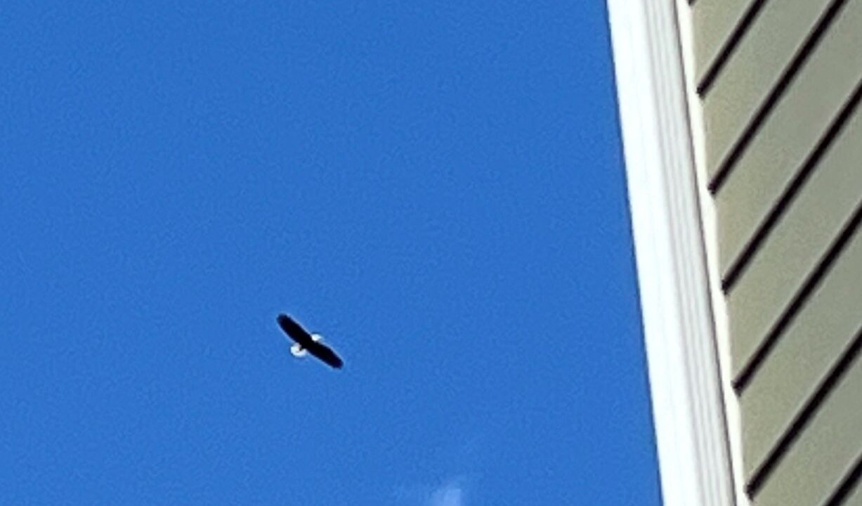 Photo of Others in Northport