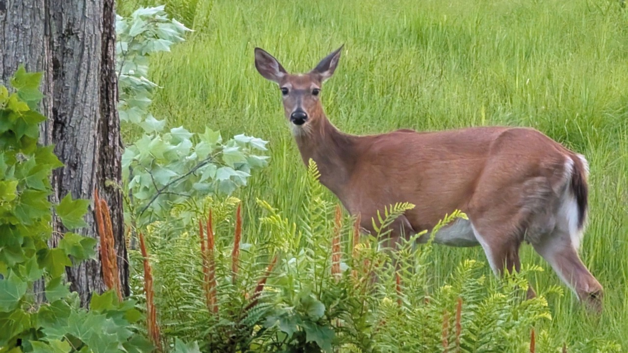 Photo of Others in Oneida County