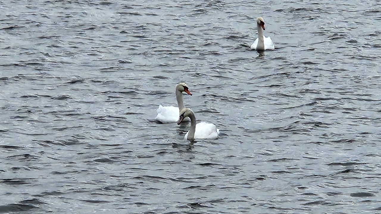 Photo of Others in Norton Shores