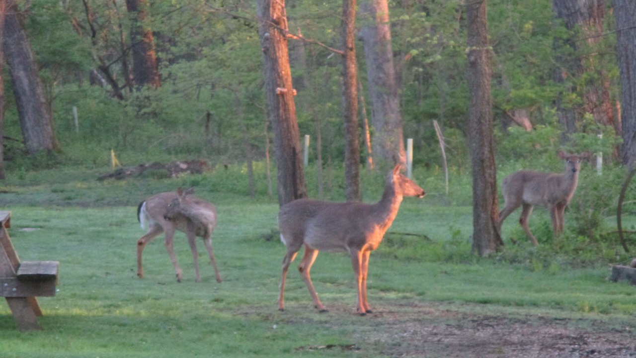 Photo of Outdoor in Dixon